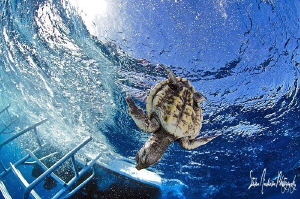 Diver Down Baby Turtle! This image was taken in the Gulf ... by Steven Anderson 